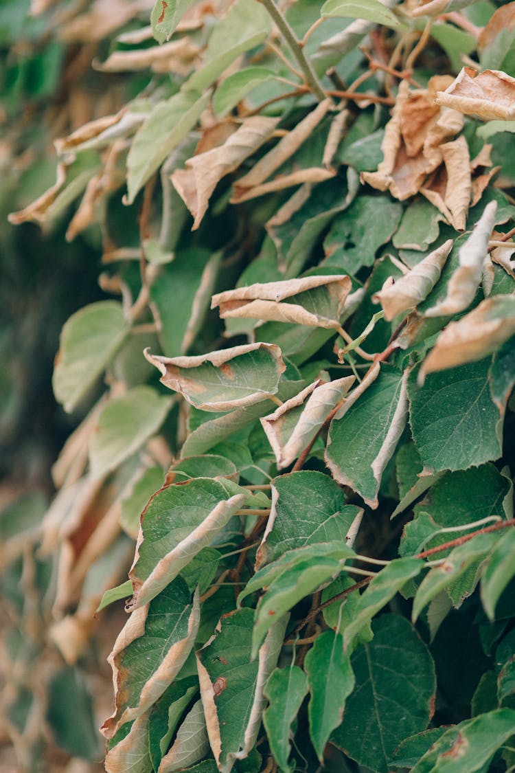 Dying Leaves In Tilt Shift Lens Photography