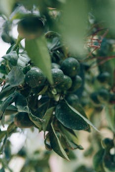 Detail shot of clustered unripe oranges surrounded by green leaves on a tree branch.