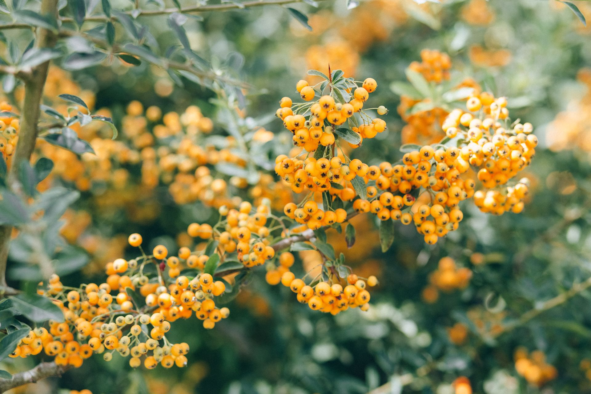 Bright orange firethorn berries on lush green branches, showcasing natural beauty.