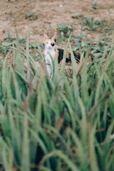 一只好奇的印花布猫在户外凝视着绿色植物