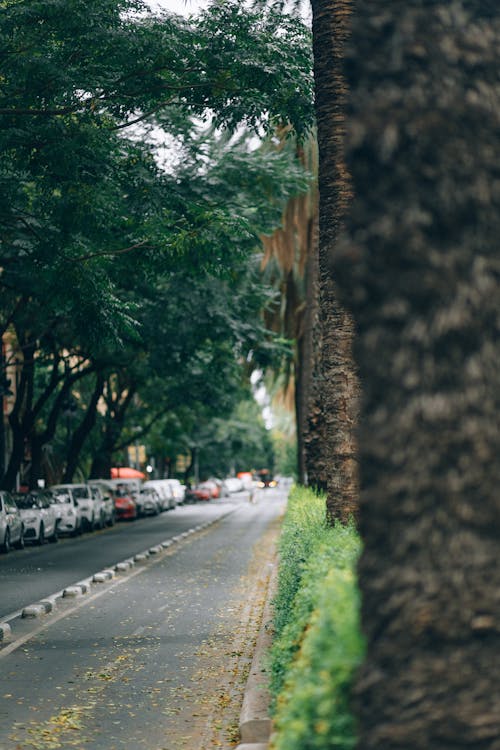 Foto d'estoc gratuïta de aparcat, arbres, baguls