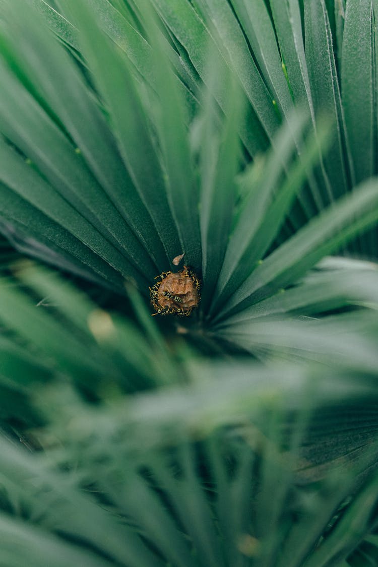 Green Palm Plants In The Garden