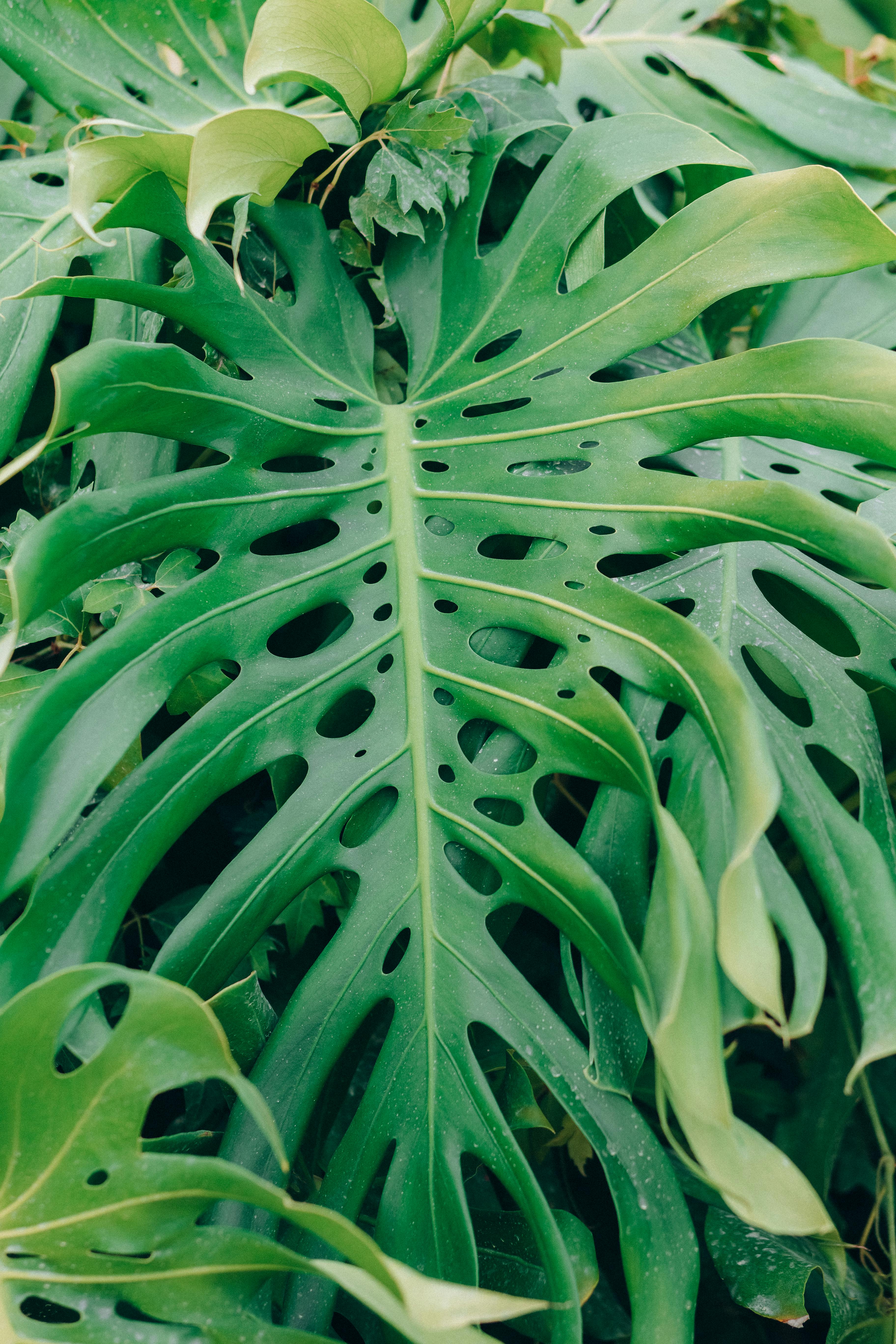 Detailed shot of a green Monstera leaf showcasing its unique patterns and lush texture.