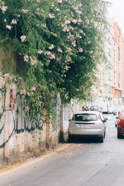 Cars Parked on the Roadside