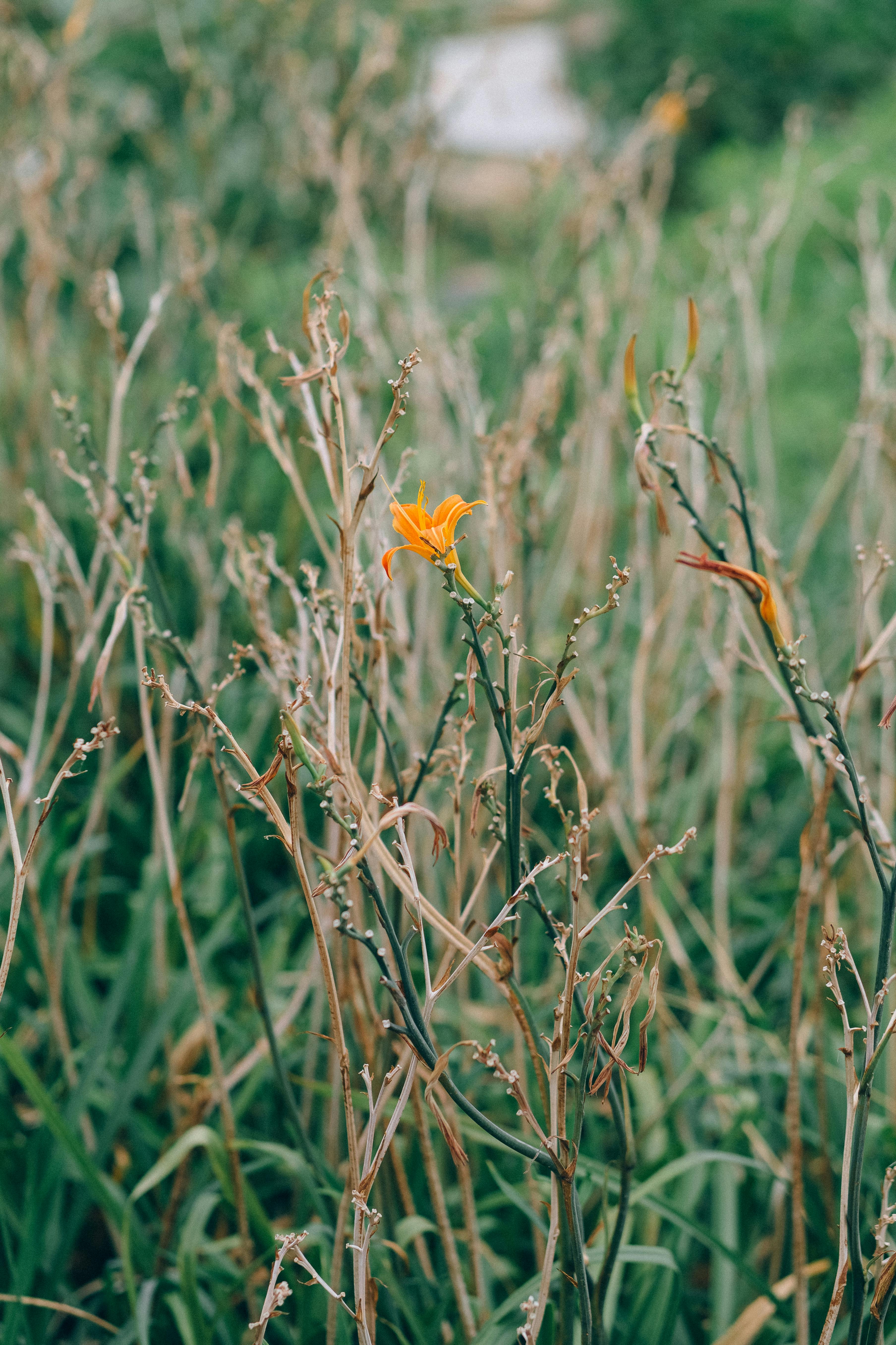 yellow flower in tilt shift lens