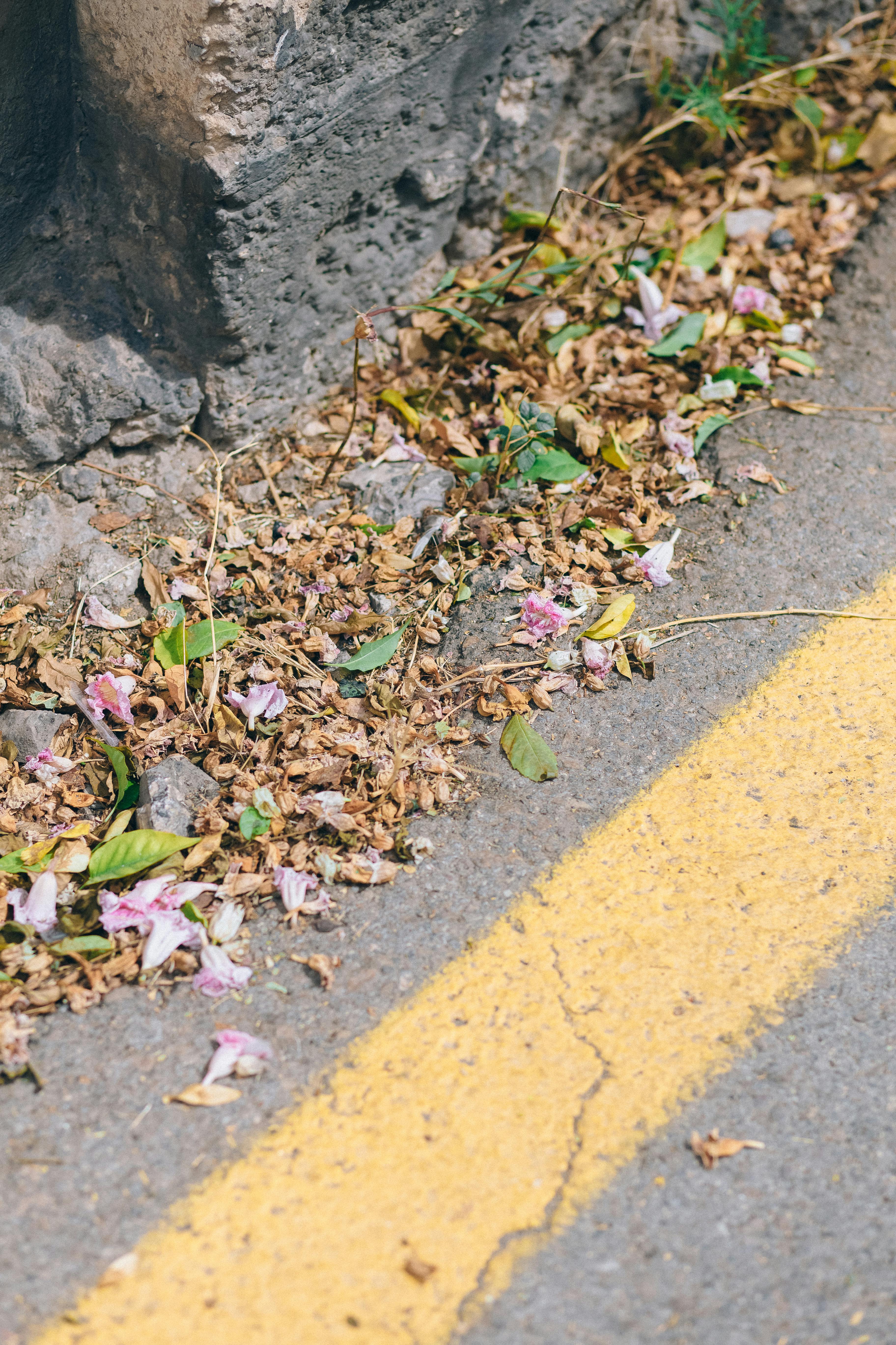 dry leaves on concrete surface