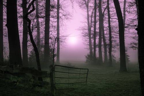 Foto profissional grátis de árvores, declínio, floresta