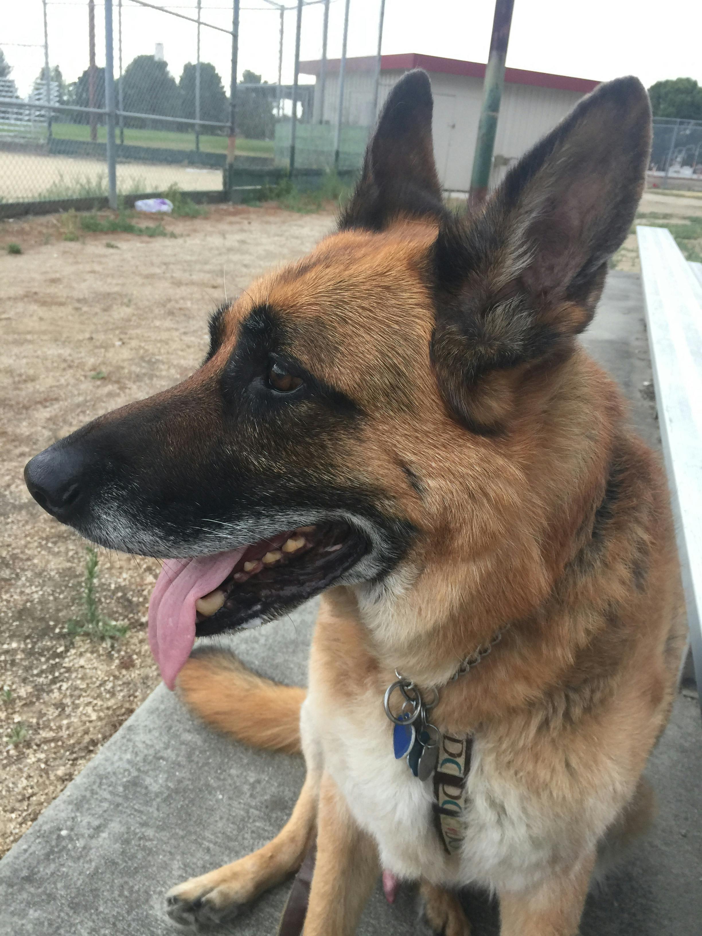 Free Stock Photo Of German Shepherd
