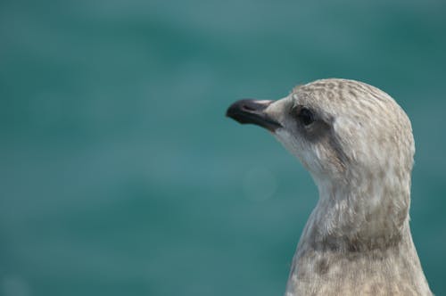 海鷗, 鳥, 鸛 的 免費圖庫相片