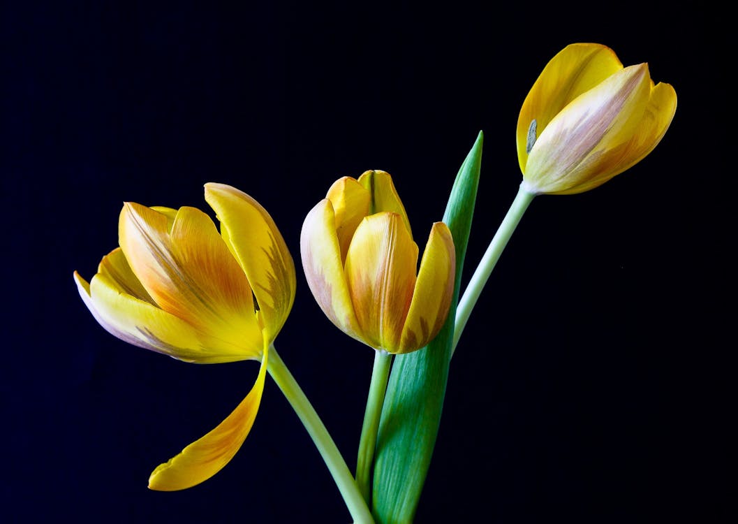 無料 黄色いチューリップの花 写真素材