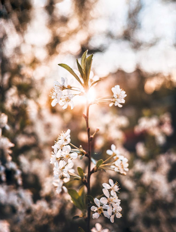 Tiny Flowers Of Prunus Subg Cerasus In Park