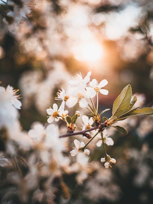 Free Beautiful cherry blossoms captured with warm sunset light and soft focus, creating a serene and natural ambiance. Stock Photo