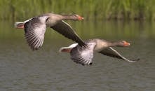 两只灰雁优雅地飞翔在宁静的湖面上，展现出它们的自然之美