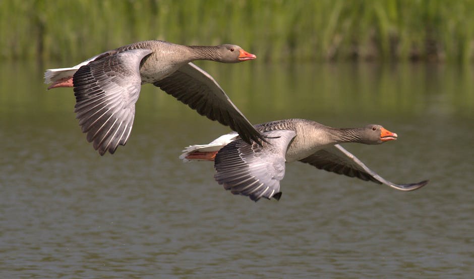 Two Birds in Flight