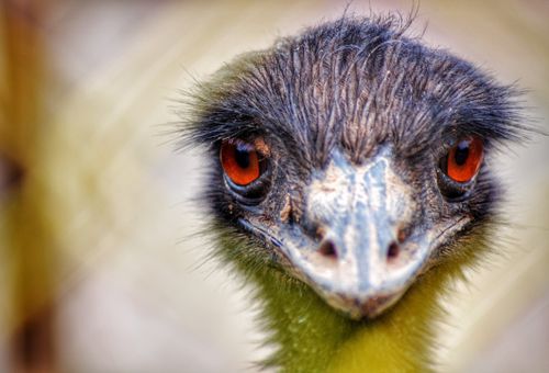 Free stock photo of bird, bird cage, bird chirping Stock Photo