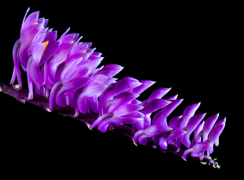 Ücretsiz Mor Orkide çiçekleri Stok Fotoğraflar