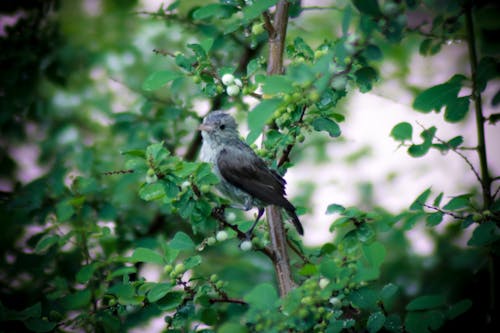 Ảnh lưu trữ miễn phí về Bird Feeder, chim, chim bay