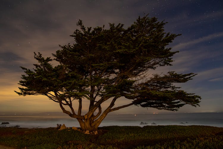 A Cypress Tree By The Seacoast