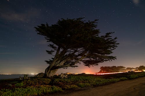 Cypress Tree on the California