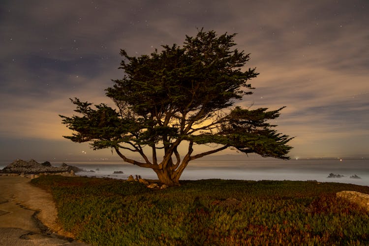 A Lone Cypress Tree On The Seacoast