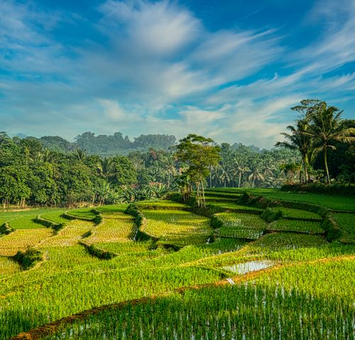 Free Scenic view of lush rice terraces in Rumpin, West Java, showcasing rural Indonesian agriculture. Stock Photo