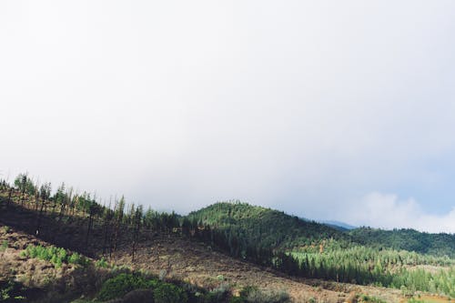 Ingyenes stockfotó dombos, erdő, felhők témában