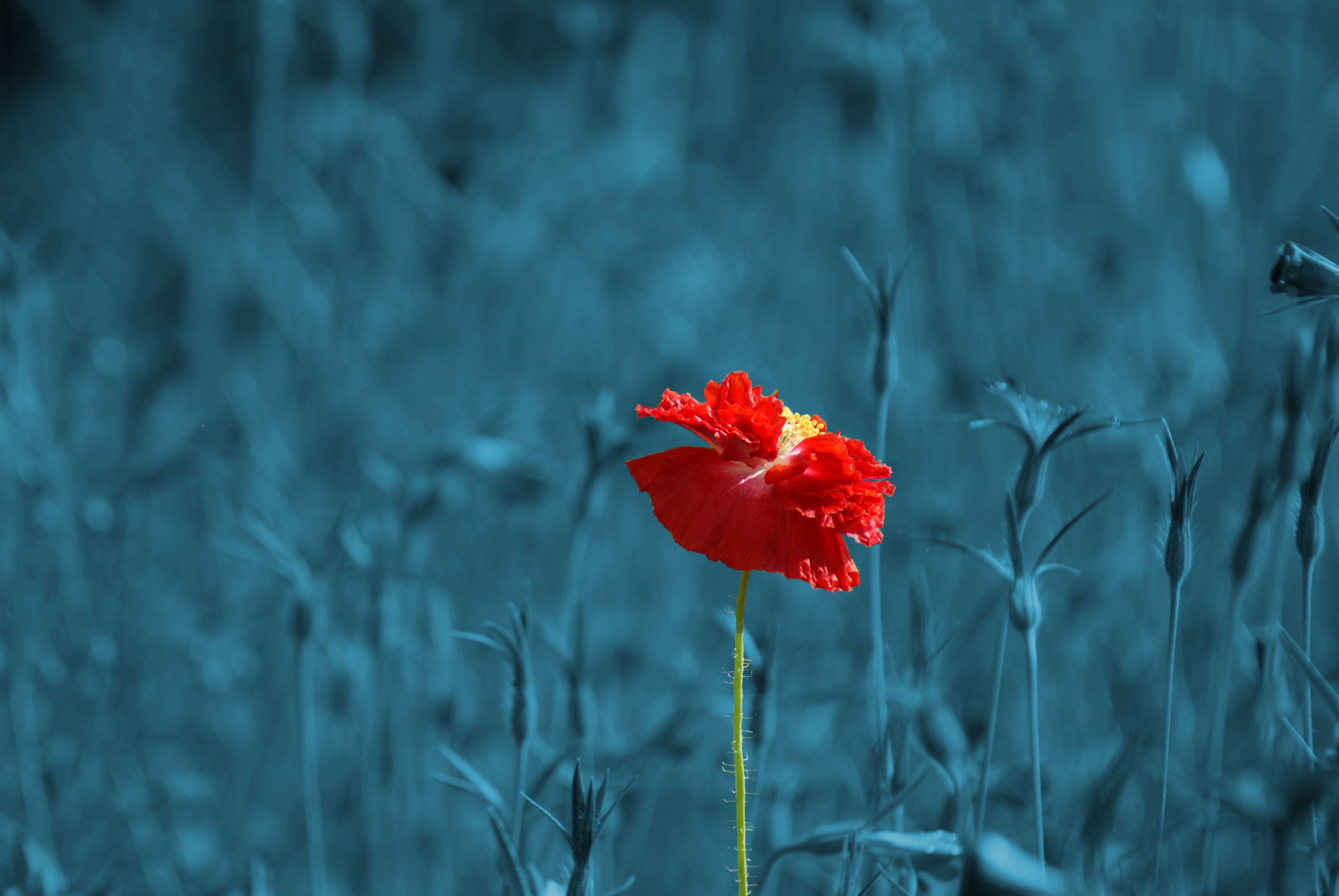 Kostenloses Foto Zum Thema Blume Farbe Pass Mohn