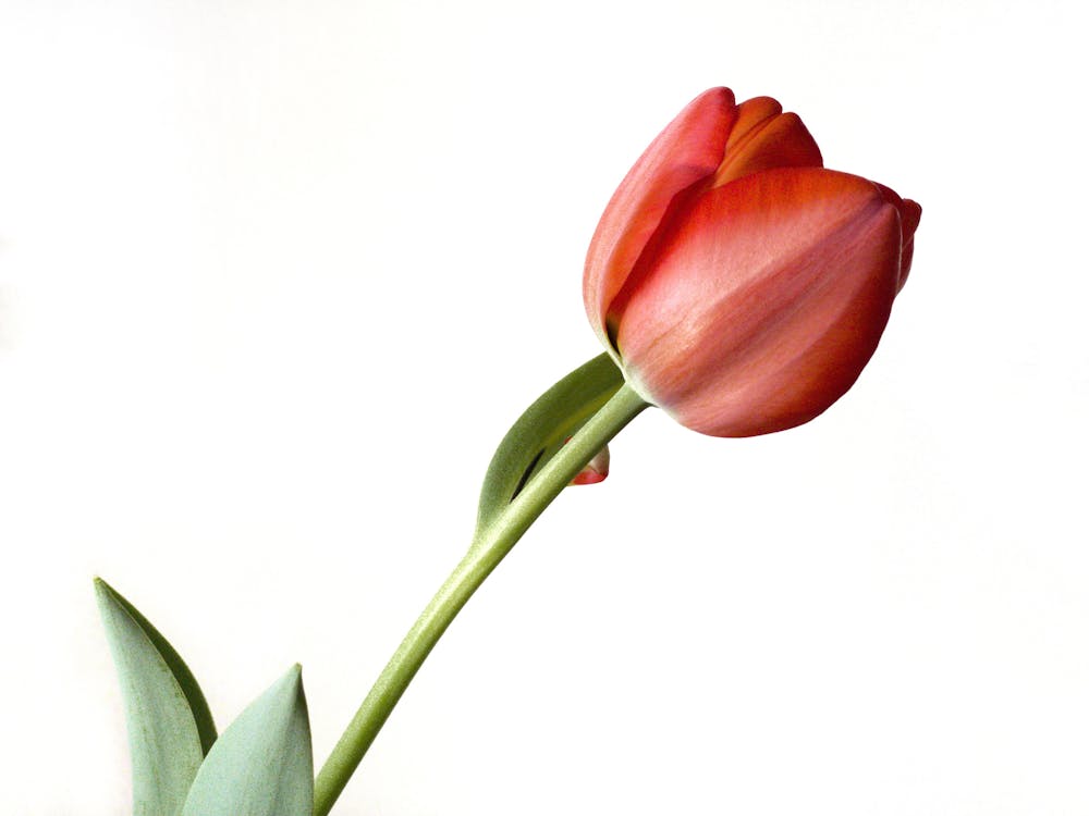 Red Tulip Flower in Close-up Shot