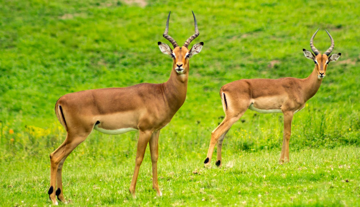 Two Brown Deer