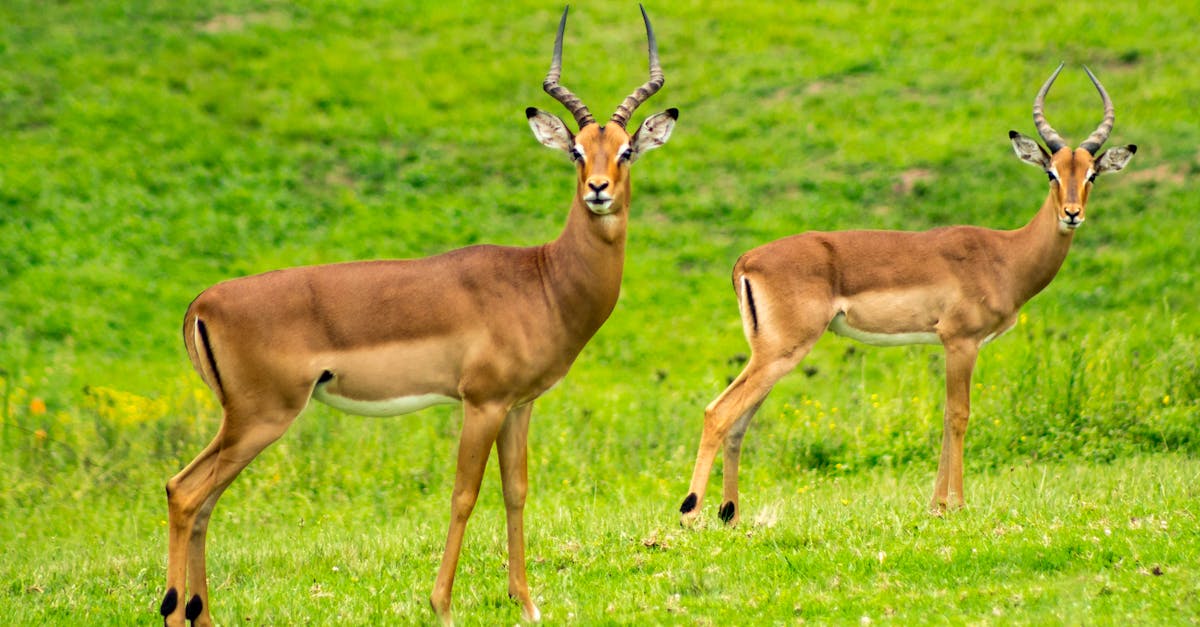 Free stock photo of animals, antelope, close-up