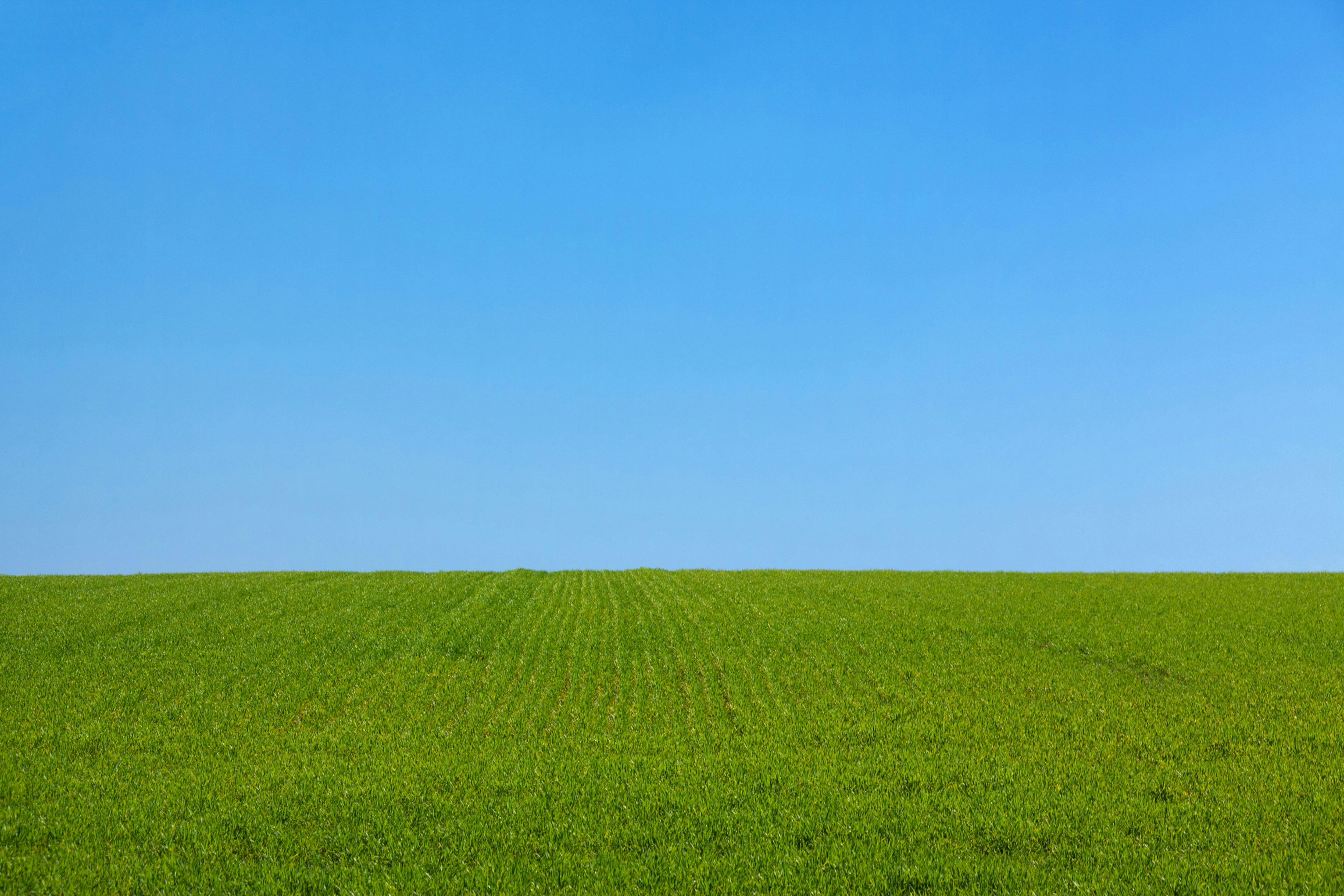 blue sky background with grass