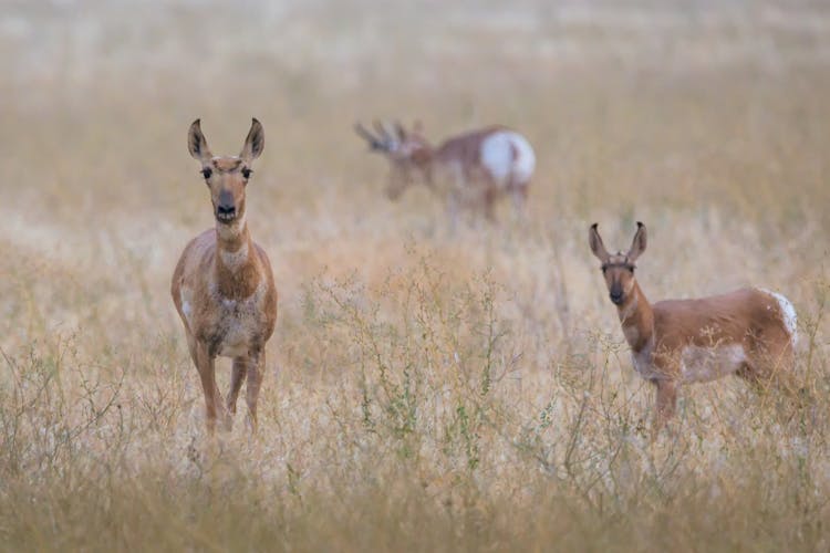 Herd Of Deer In Nature