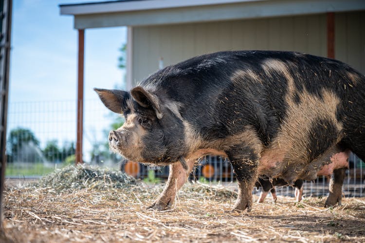 Big Domestic Pig In Enclosure