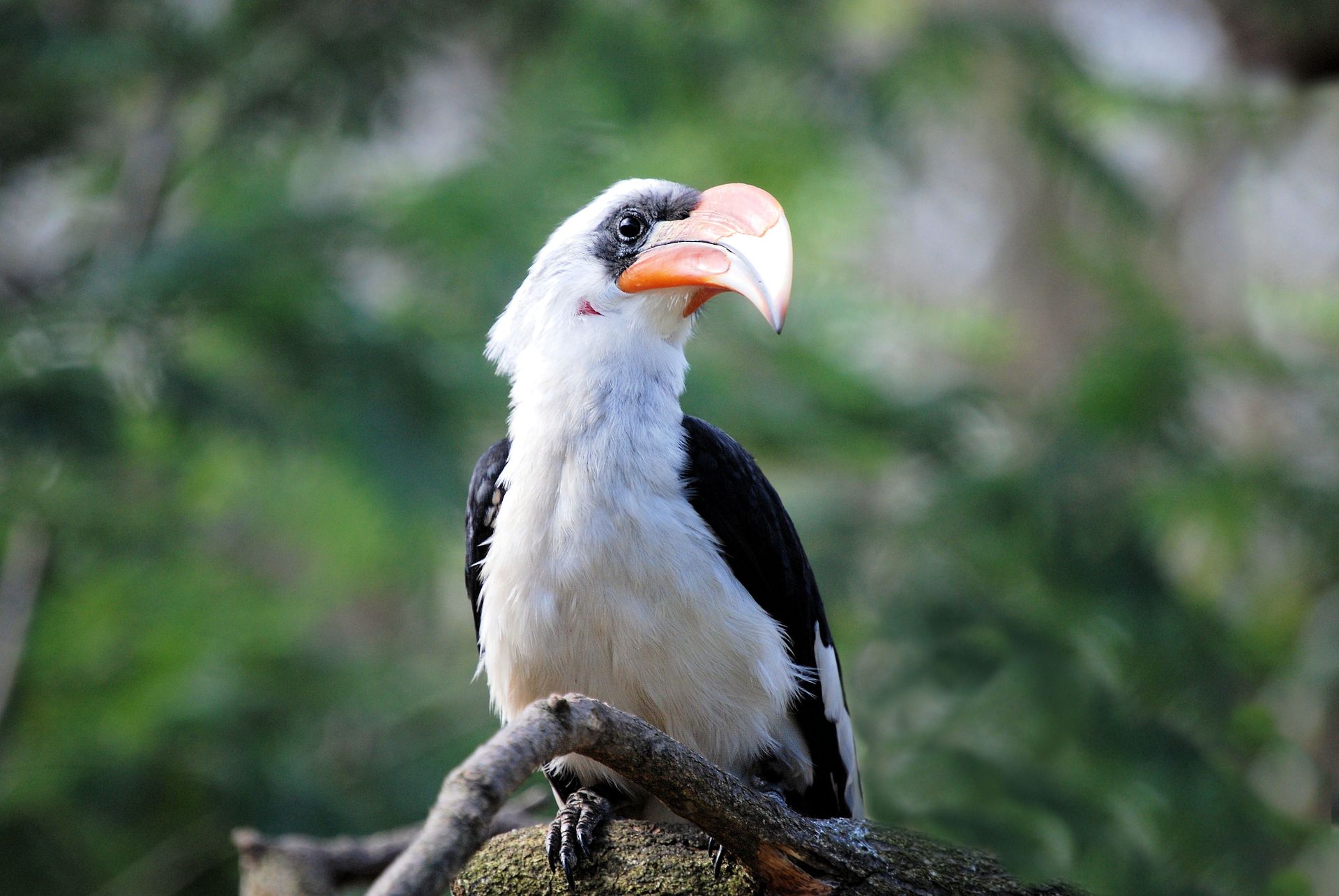 A detailed close-up of a hornbill bird perched on a branch in its natural tropical habitat.