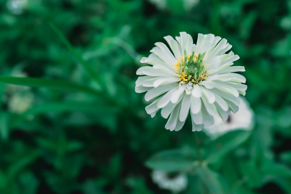 Detailed shot of a white zinnia flower with green foliage background, focus on petals.