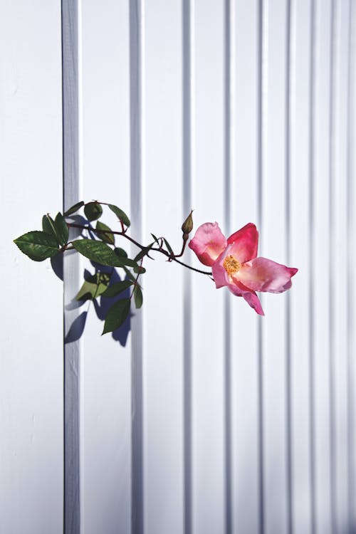 A Rose Plant over White Background
