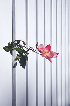 墨尔本明亮的阳光下，一朵粉红色的玫瑰生长在白色的面板墙上