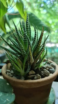 室内盆栽仙人掌在自然光下的详细照片