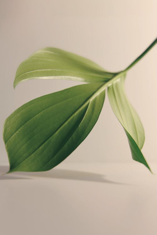 Green Leaf on White Surface