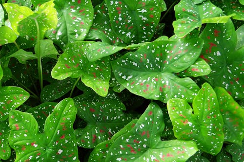Зеленое листовое растение в форме сердца