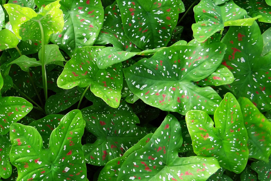Green Heart Shaped Leaf Plant