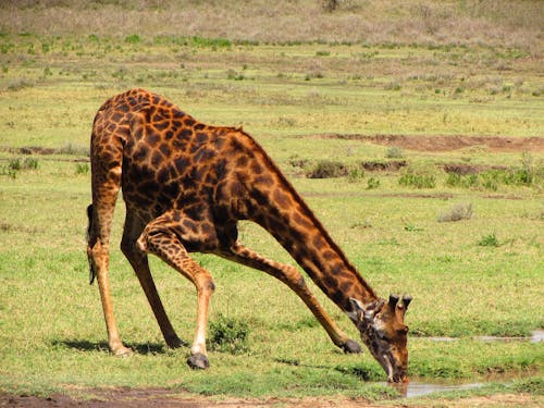 A Giraffe Drinking Water