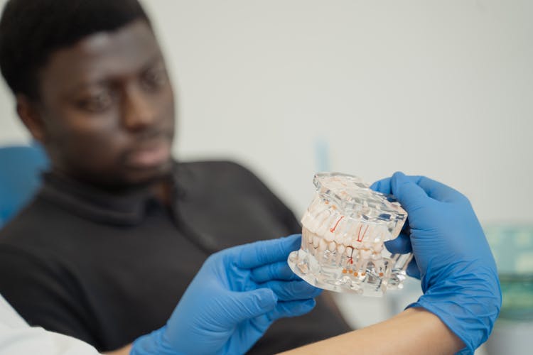 A Dentist Holding A Dental Cast