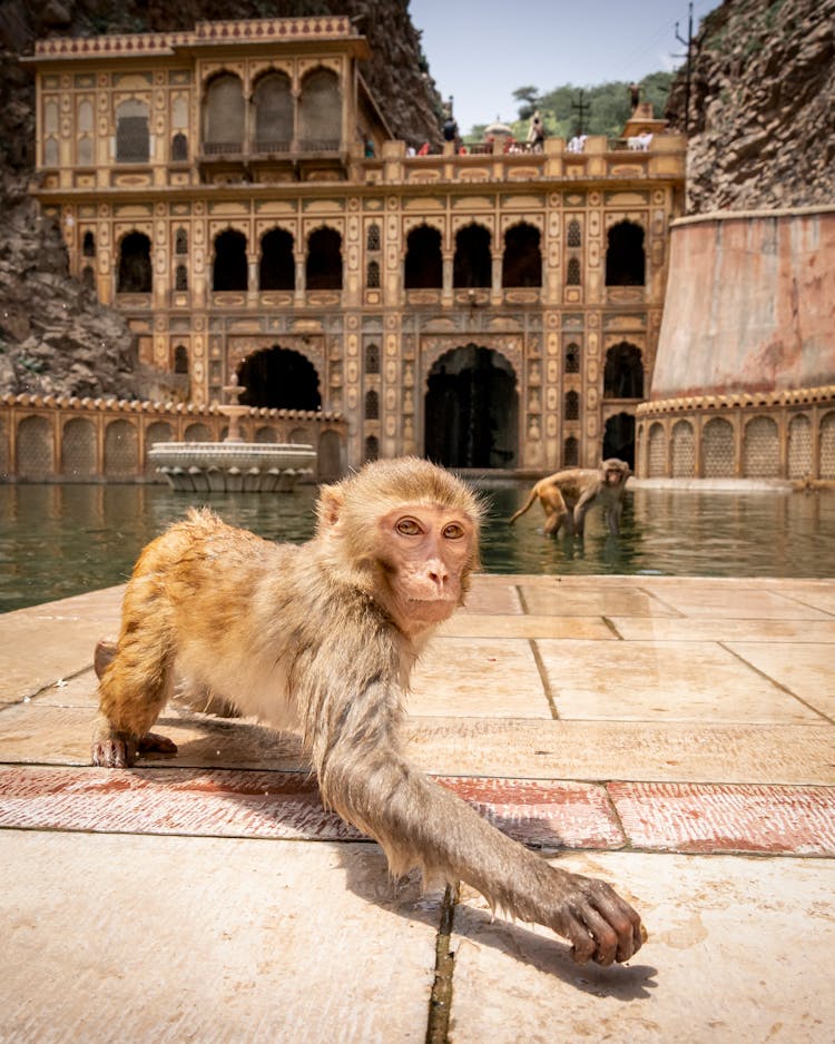 The Galta Ji Temple In Jaipur India