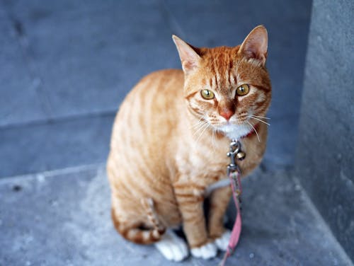 Miễn phí Mèo Tabby Màu Cam Với Dây Xích Màu Hồng Ảnh lưu trữ
