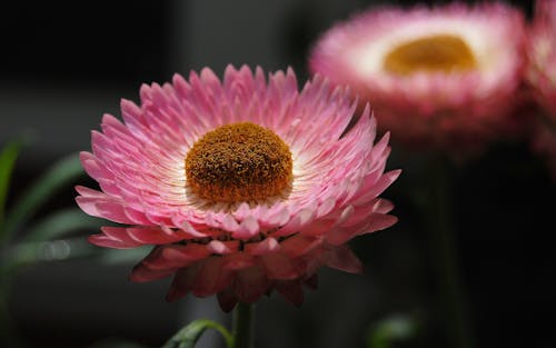 免费 粉色和白色多层花瓣花 素材图片