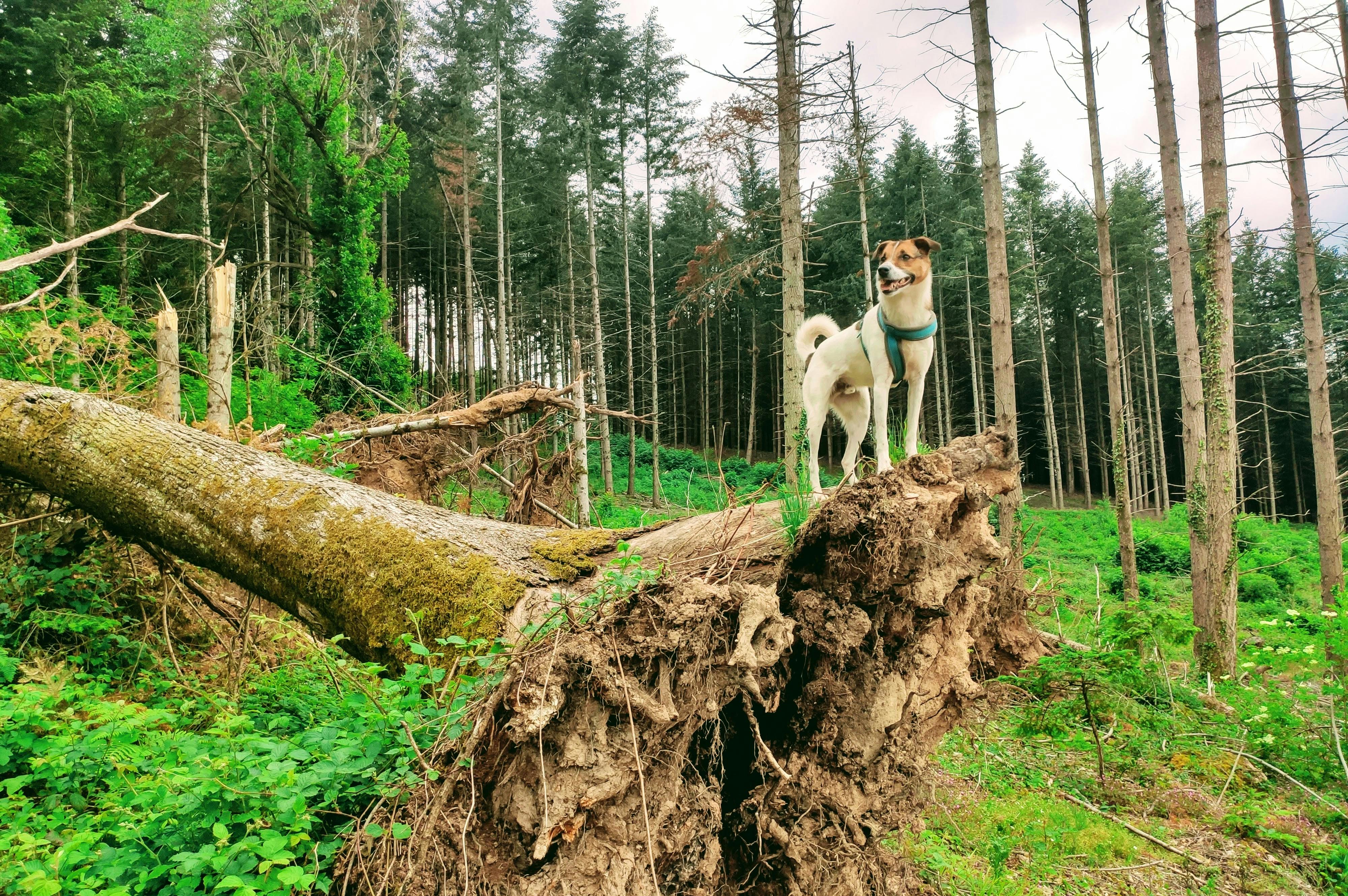 Free stock photo from SAMUEL · Pexels