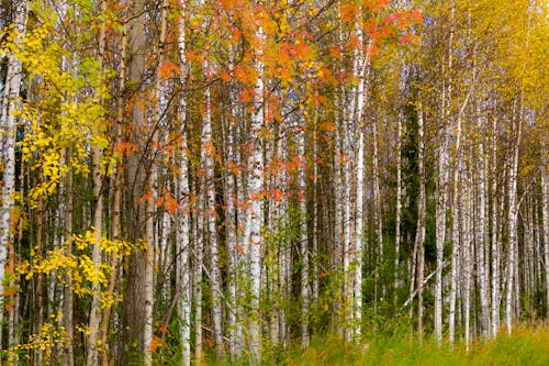 
Tall Trees in a Forest during Fall