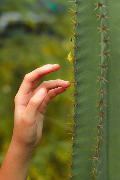 Hand Touching Cactus