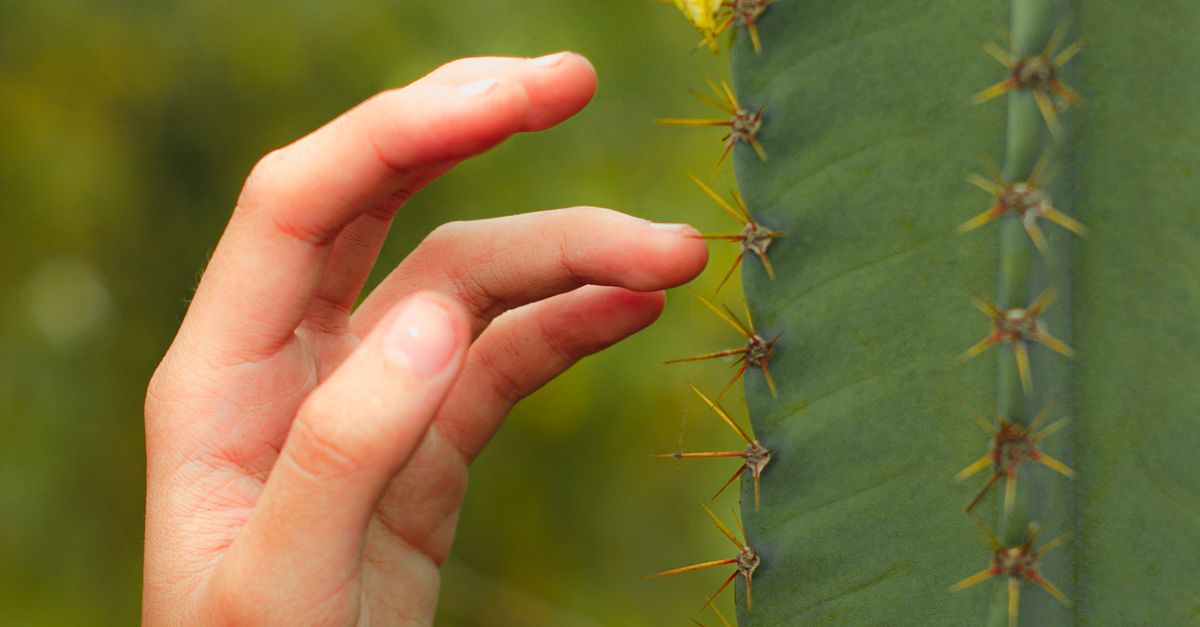 Catcus Hand Hand Touching Cactus · Free Stock Photo